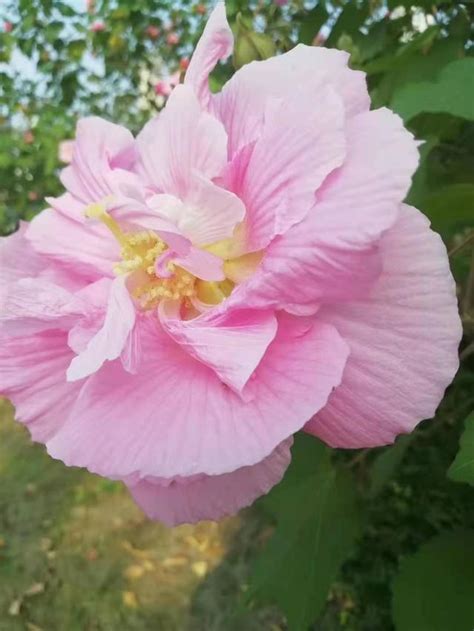 芙蓉會開花嗎|四季常開的木芙蓉